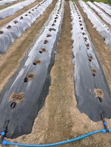 팜모닝 기타작물·영농일지 게시글 이미지