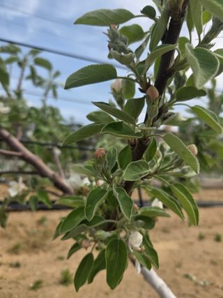 햇살농원 옥이네사과님의 기타작물 · 영농일지 작성글 사진