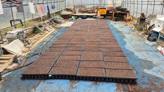 김용훈 님의 옥수수 · 영농일지 작성글 사진