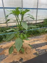 팜모닝 고추·영농일지 게시글 이미지