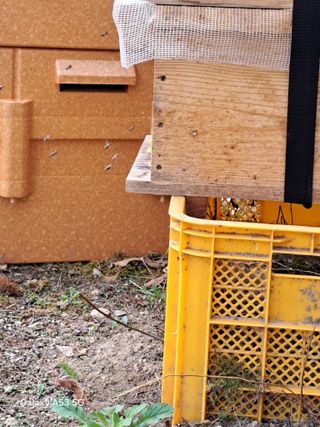 조연만님의 기타작물 · 영농일지 작성글 사진