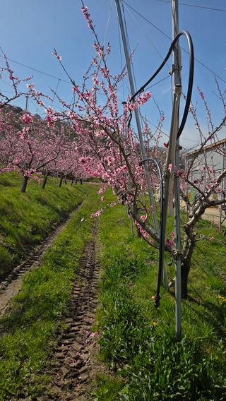 김중달님의 복숭아 · 영농일지 작성글 사진
