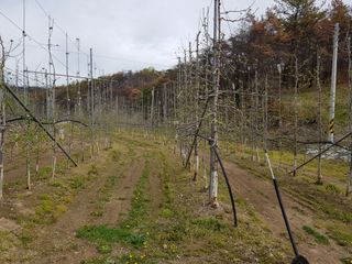 의성,군위 나상덕님의 기타작물 · 영농일지 작성글 사진