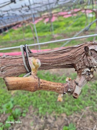 더 드림 농원님의 작성글 사진