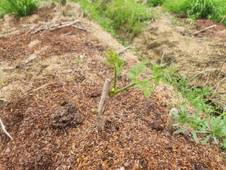 갈미할배님의 두릅 · 영농일지 작성글 사진