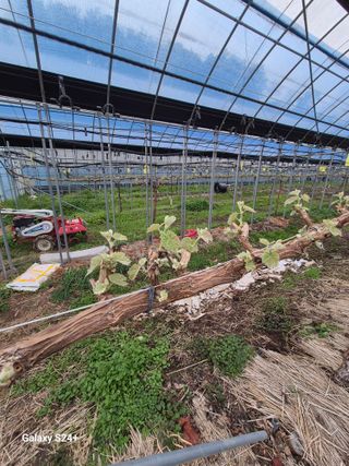 더 드림 농원님의 포도 · 영농일지 작성글 사진