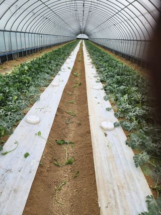 김저팔계님의 기타작물 · 영농일지 작성글 사진