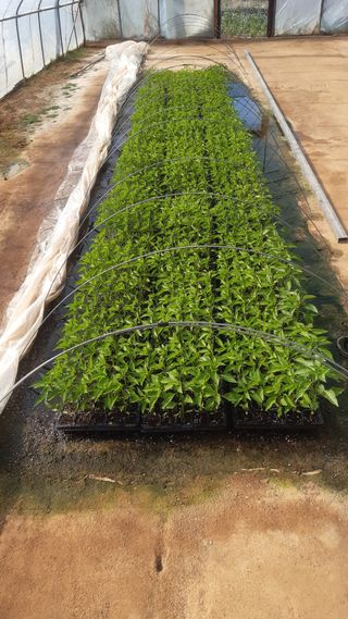 하루의행복님의 기타작물 · 영농일지 작성글 사진