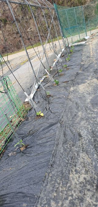 박상중님의 기타작물 · 영농일지 작성글 사진