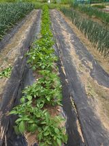 텃밭입문님의 작성글 사진