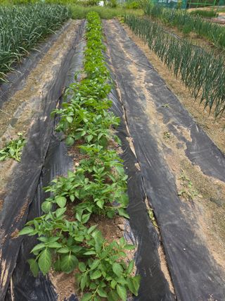 텃밭입문님의 기타작물 · 영농일지 작성글 사진