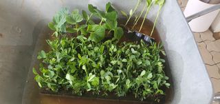 박상중님의 기타작물 · 영농일지 작성글 사진