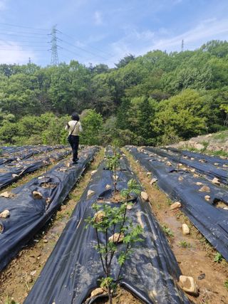 텃밭농사초보님의 기타작물 · 영농일지 작성글 사진