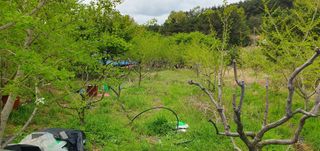 반성식님의 기타작물 · 영농일지 작성글 사진