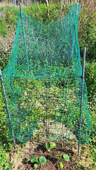 주윤발이님의 기타작물 · 영농일지 작성글 사진