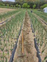 마늘25328님의 작성글 사진