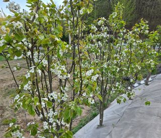 강호지인님의 감자 · 영농일지 작성글 사진