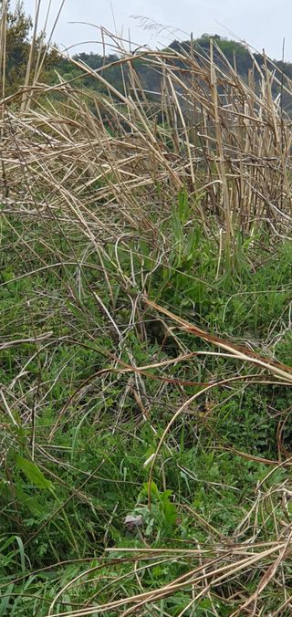 반성식님의 기타작물 · 영농일지 작성글 사진