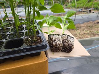 해솔농원님의 고추 · 영농일지 작성글 사진