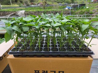 해솔농원님의 고추 · 영농일지 작성글 사진