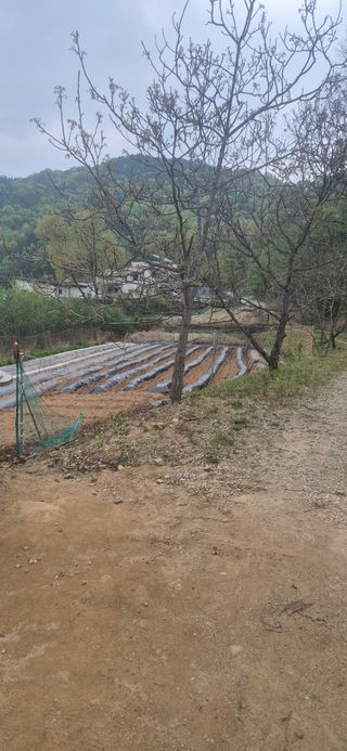 매실21434님의 기타작물 · 영농일지 작성글 사진