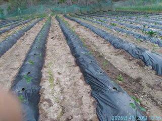 황대헌님의 고추 · 영농일지 작성글 사진