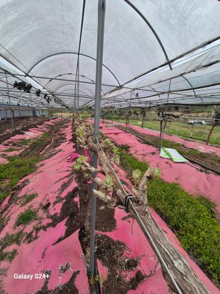 더 드림 농원님의 포도 · 영농일지 작성글 사진