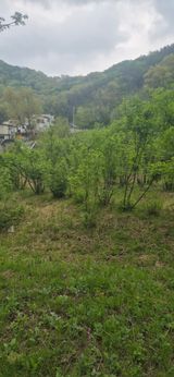 매실21434님의 작성글 사진