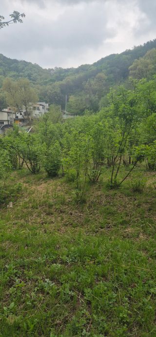 매실21434님의 기타작물 · 영농일지 작성글 사진