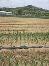 마늘25328님의 작성글 사진