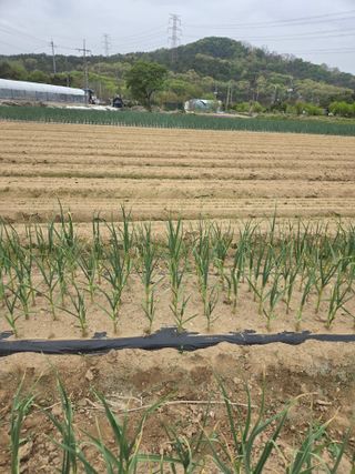 마늘25328님의 기타작물 · 영농일지 작성글 사진