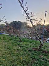 백운농원 님의 작성글 사진