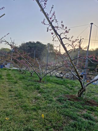 백운농원 님의 기타작물 · 영농일지 작성글 사진