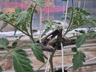 늘햇살팜 님의 기타작물 · 영농일지 작성글 사진