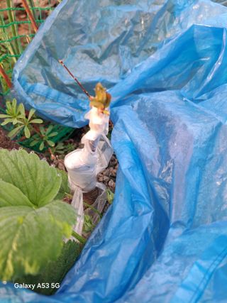 조연만님의 기타작물 · 영농일지 작성글 사진