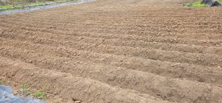 고구마15091님의 옥수수 · 영농일지 작성글 사진