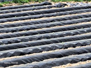 조연만님의 기타작물 · 영농일지 작성글 사진