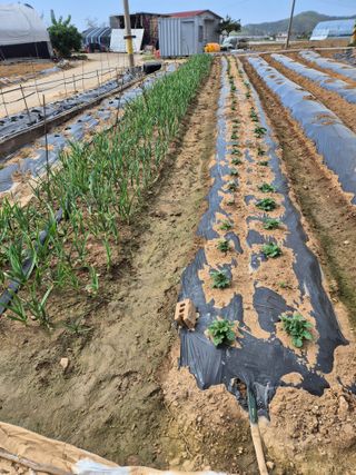 곰새끼님의 콩 · 영농일지 작성글 사진