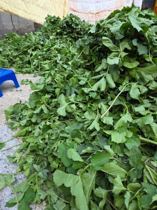 윤미선(농경채인증님의 기타작물 · 영농일지 작성글 사진