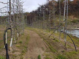 의성,군위 나상덕님의 기타작물 · 영농일지 작성글 사진