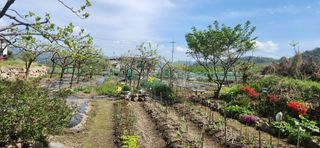 김순섭님의 기타작물 · 영농일지 작성글 사진