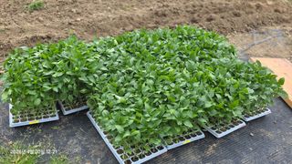 박용열조물주님 님의 기타작물 · 영농일지 작성글 사진