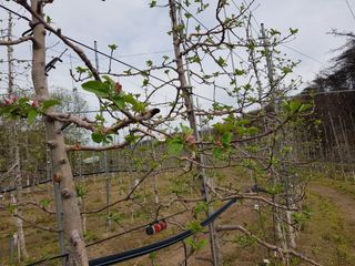 의성,군위 나상덕님의 기타작물 · 영농일지 작성글 사진