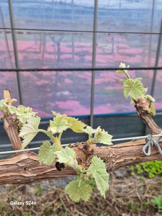 더 드림 농원님의 포도 · 영농일지 작성글 사진