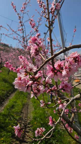 김중달님의 복숭아 · 영농일지 작성글 사진