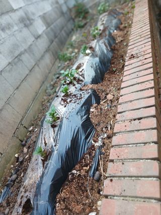 최유순님의 기타작물 · 영농일지 작성글 사진