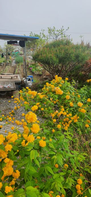 김순섭님의 기타작물 · 영농일지 작성글 사진