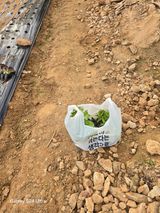 팜모닝 상추·영농일지 게시글 이미지