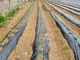 경달현님의 옥수수 · 영농일지 작성글 사진