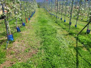 날씨가 흐려 방제가님의 기타작물 · 영농일지 작성글 사진
